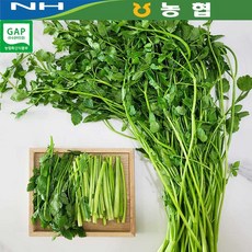 [농협] GAP 세척 논미나리 1kg 2kg (200g씩 소분포장) 아삭한 식감! 1kg 1박스, 1개