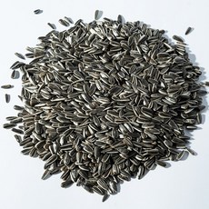 하선사료 하선사료 멸균 소형해바라기씨 / 반려조 멸균식품 개별알곡 새모이 간식, 멸균 소형해바라기씨 230g