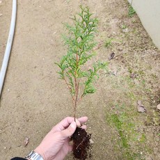 편백나무 묘목 실생3년 나무언니, 20개