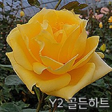 참견의묘미