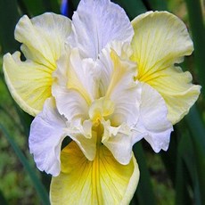 아이리스무선침구청소기