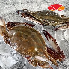 청년꽃게