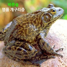 개구리 액기스 엑기스 진액 중탕, 1박스(100mlx60포), 1개