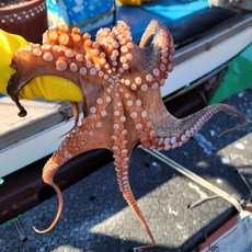 청정지역 통영에서 직접 배송하는 돌문어, (제수용)돌문어 1kg (1미), 1개