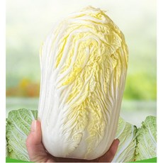 야채이야기 알배기 배추 쌈배추 알배추 1통, 300g, 1개