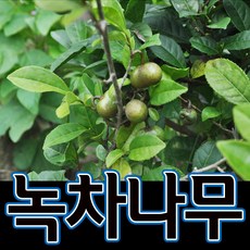 녹차묘목