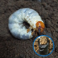  왕사슴벌레 사슴벌레애벌레 키우기 곤충농장직접사육, 수컷(유충병) 