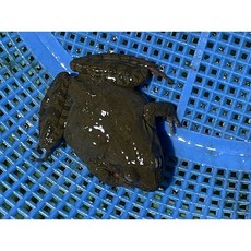제천애 북방산개구리 500g 암컷 수컷 식용개구리, 숫놈