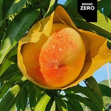 금홍천도복숭아