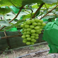껍질 얇은 고당도 김천 샤인머스켓 망고 포도 1kg 2kg 프리미엄 선물, 고당도 샤인머스켓 1kg, 1개