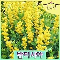 Baptisia sphaerocarpa, 옐로우와일드