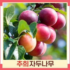 자두나무 묘목 추희(추휘) R4cm 결실주(분) 1개