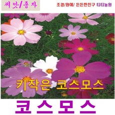 희귀씨앗 ) 키작은 코스모스(왜성 코스모스) 2000립 1개