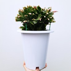 꽃파는농부 - 게의 발 모양을 닮은 독특한 줄기를 가진 실내공기정화식물 게발선인장(대품) 색상랜덤배송, 1개
