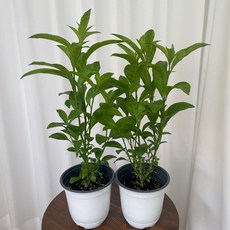 야래향 중품 1+1 모기퇴치식물 여름식물 꽃 벌레퇴치 온정원 공기정화식물