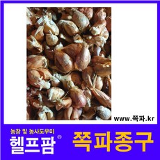 쪽파종구5kg