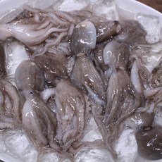 국내산 서천 활 쭈꾸미 당일조업 자연산 주꾸미 제철 1kg, 1kg 내외
