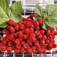 23년 노지 제철 산딸기 생과 특품 당일수확 산지직송, 특품 4팩(2.8kg), 4개