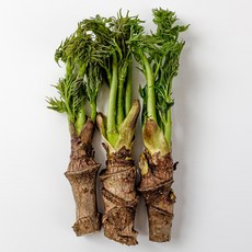 향긋한 봄나물 참두릅, 1개, 600g
