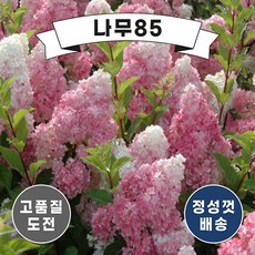 바닐라프레이즈