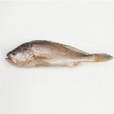 자갈치닷컴