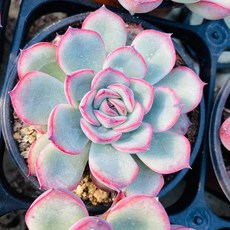 샘트라이크종류