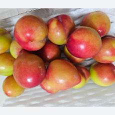 [농장직송] 24년 국내산 햇자두 1kg 2kg 5kg 중소 대특대 5키로자두 자두5kg 자두5 자두2kg 과일자두 자두2 자두2kg 자두1kg 제철과일자두 꿀자두 자두과일, 중소 혼합, 1개