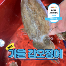 살아있는 횟감가능한 국내산 갑오징어 생물, 1개, 갑오징어 3kg