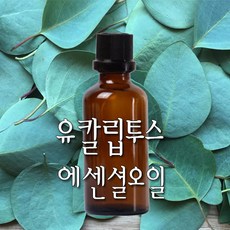 허니솝 유킬립투스 아로마 에센셜오일, 유칼립투스 에센셜오일 100ml - 허니솝