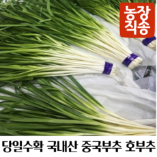 당일수확 국내산 농장직송 황부추 중국부추 호부추, 1개, 800g