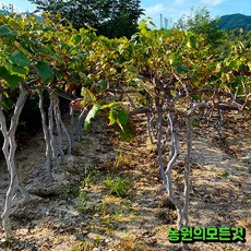 포도나무 묘목 4년생 결실주 자옥 캠벨 야생머루 거봉 샤인머스켓 가지포도(블랙사파이어)