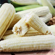 [미식한가] 제철 미백 찰옥수수 (9cm이상) 20개 여름제철음식 찰지고 담백한 옥수수