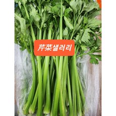 [신중국식품]싱싱샐러리 중국품종 야채샐러리 친차이 만두속& 볶음요리, 500g, 1개