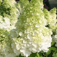 목수국