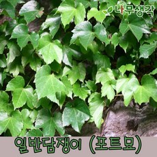 산딸기묘목