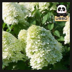 목수국라임라이트