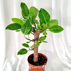 플라워 석 외목대 뱅갈고무나무 45cm 플랜테리어식물 공기정화식물 키우기쉬운 반려식물 포트화분
