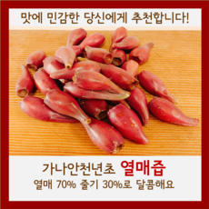 가나안천년초 열매즙 1개월분 120ml X 60포