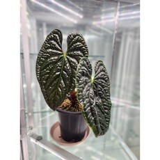 안스리움 럭셔리안스, 1개