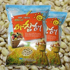 아침농산찰기장