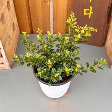 가꾸다 미니은목서(중품) Osmanthus heterophyllus 'Kaori hime' 애기 구골목서, 1개 - 오스만투스