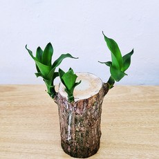 가습기키트