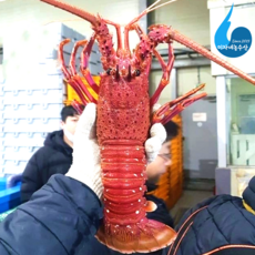 (살아서 도착하는)미자네농수산 스파이니 민물가재, 1개, 활 크레이피쉬 대(1.5kg내외)