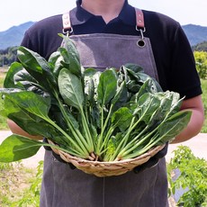 국산 시금치 겨울 제철 햇 수확 노지 시금치, 1박스, 4kg