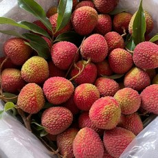 생리치1kg 생여지 아이스박스포장 신선한 리치