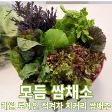 적쌈배추