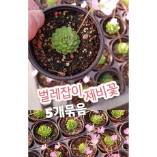 벌레잡이제비꽃키우기