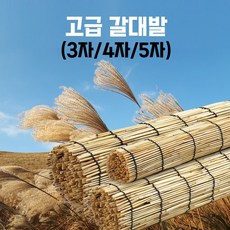 갈대발5자