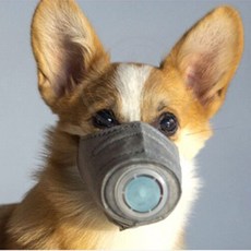 강아지코로나마스크