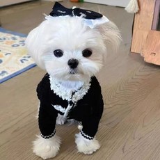 강아지명품 TOP01